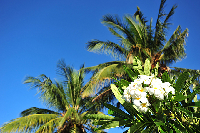 ハワイの花のある暮らし 一番人気のトロピカルプランツ プルメリア Hawaii Lifestyle Club