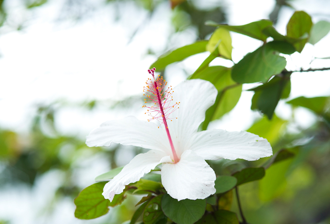 ハワイの花のある暮らし ハワイ州の州花ハイビスカス Hawaii Lifestyle Club