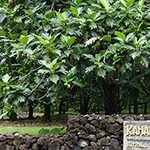 【ハワイの花のある暮らし】バーチャルハワイトリップ・植物園編