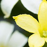 【ハワイの花のある暮らし】絶滅したと思われていた固有種の復活のお話 Alula（アルラ）